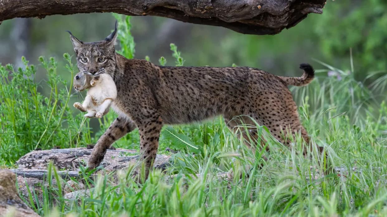 Trail Cameras Capture Iberian Lynx Dunking Prey — First Clear Video of Food‑Washing Behavior