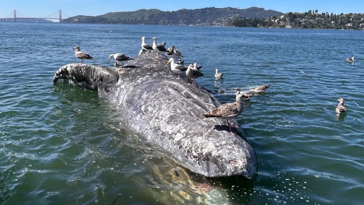 Starving and Stranded: Why Gray Whales Are Dying in San Francisco Bay