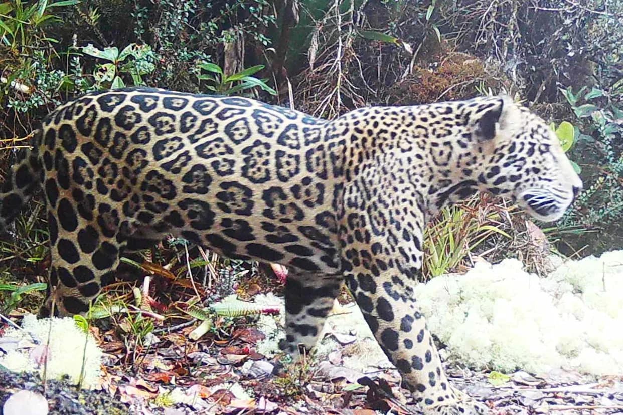 Rare 'Cloud Jaguar' Photographed in Honduras After 10 Years — A Win For Corridor Conservation