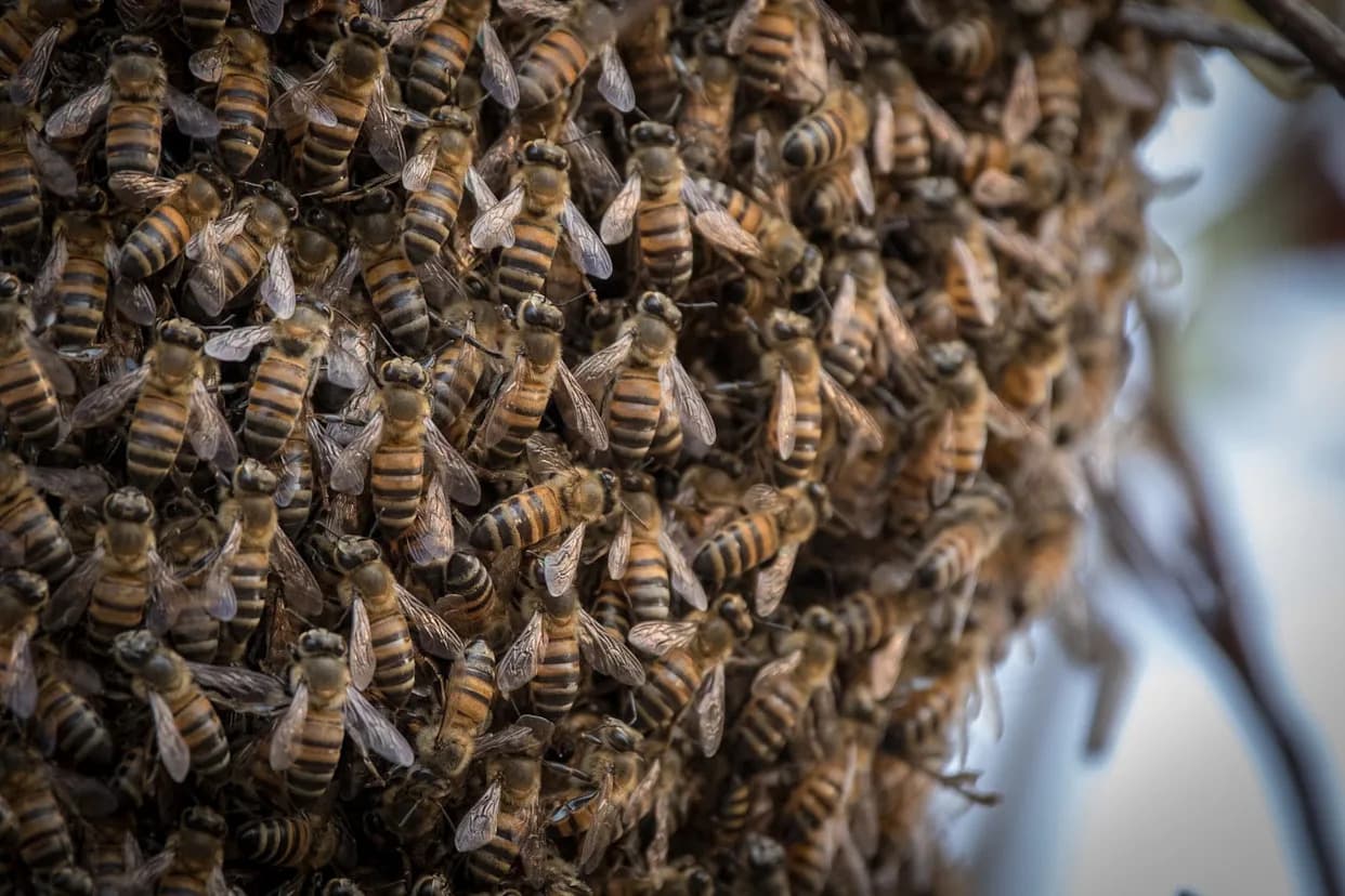 5.5 Million Miner Bees Discovered Under New York Cemetery — A Hidden Pollinator Hotspot