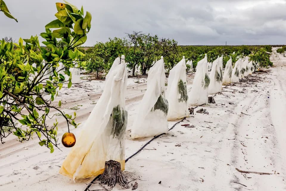 The Orange That Built Florida Is Dying — How HLB, Hurricanes and Development Collapsed the Citrus Industry
