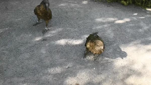 How Bruce the Kea Turned a Broken Beak Into a Social Weapon