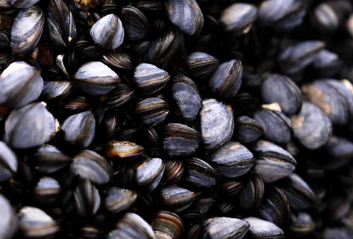 Mussels and Mistletoe Inspire a Greener Blueprint for High‑Performance Materials