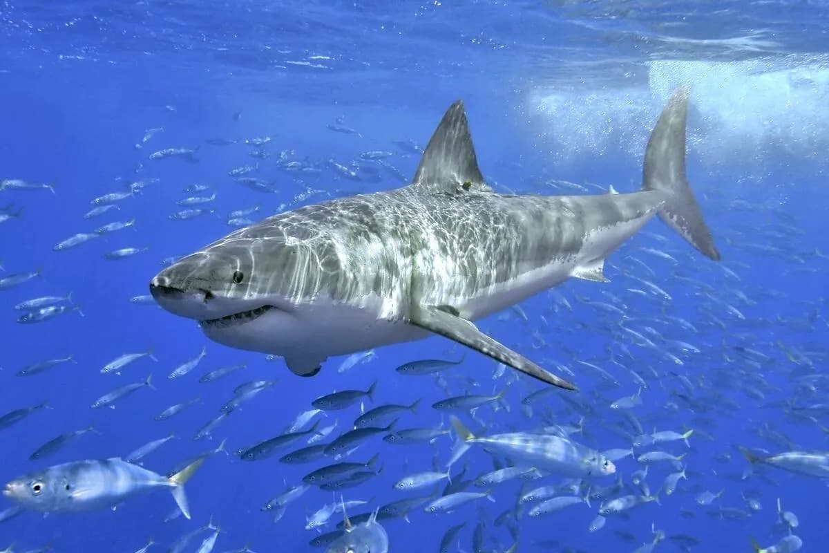 Warming Oceans Could Turn Great Whites' Advantage Into a Liability — Mesothermic Sharks Risk Overheating