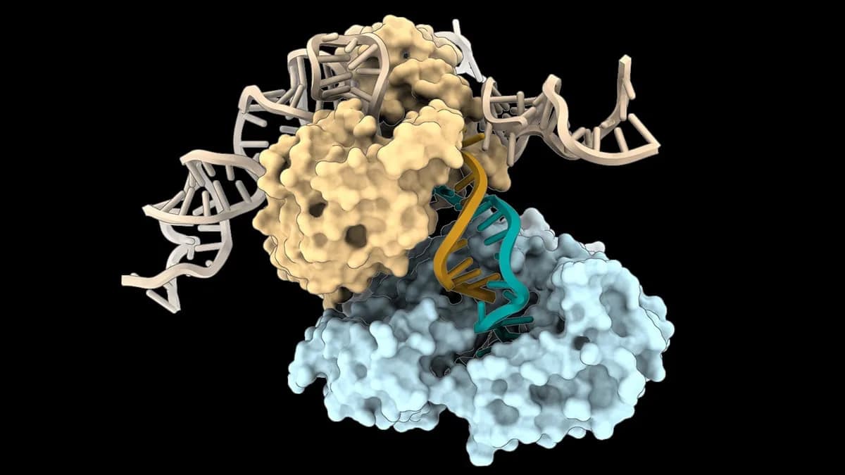 Scientists Discover Polymerase That Builds DNA From Its Own Shape — A New Protein‑Templated Mechanism