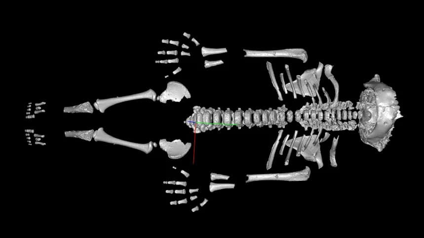 Neanderthal Toddlers Grew Faster Than Human Infants — Likely an Adaptation to Harsh Environments
