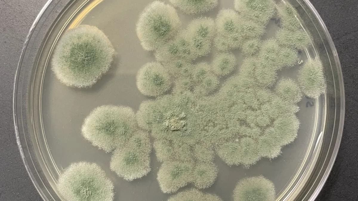 Hardy Cleanroom Fungus Survives Space-Like Conditions — Could Hitch a Ride to Mars