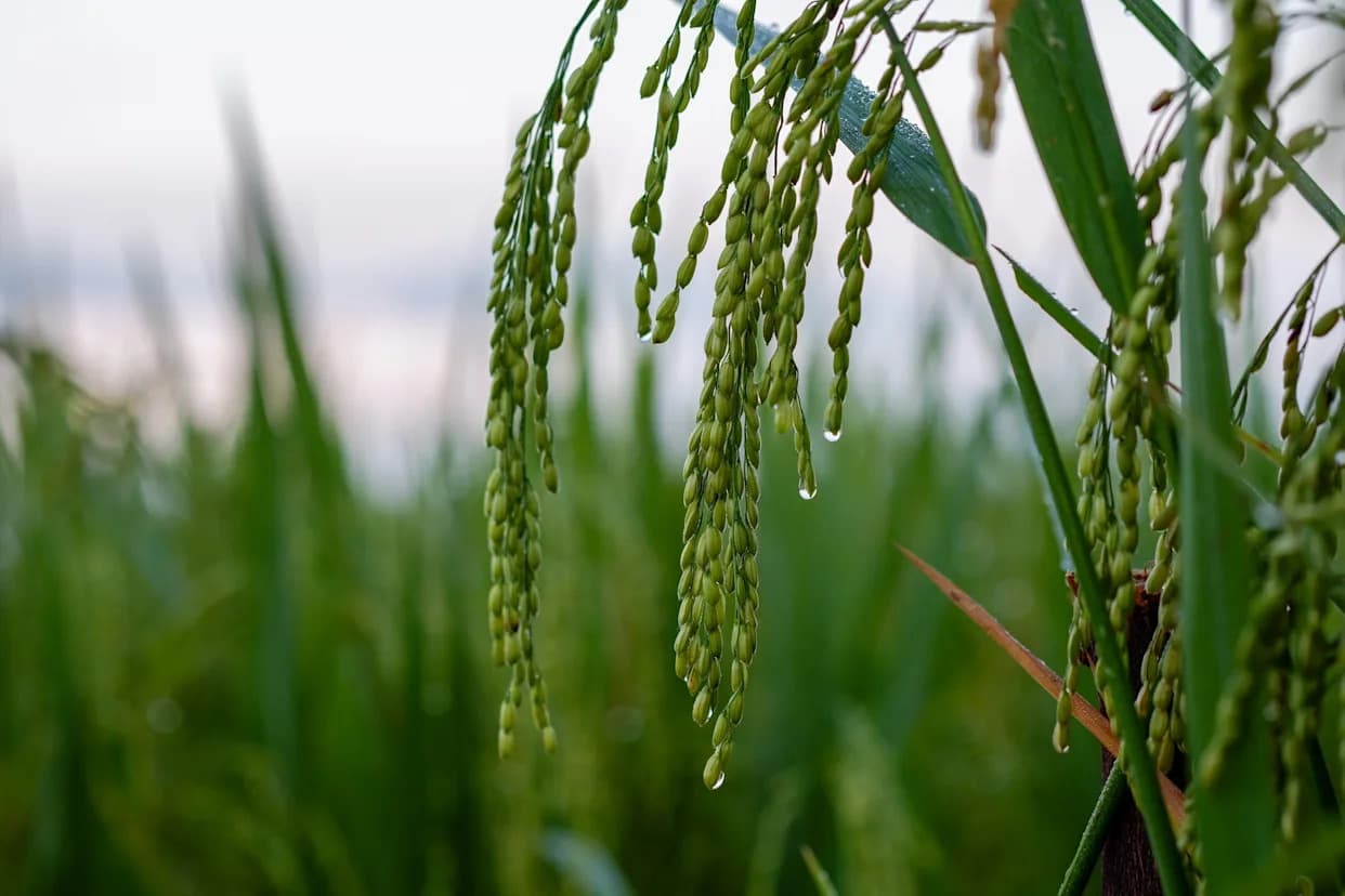 Seeds ‘Hear’ Rain — Rice Germinates 30–40% Faster After Rain Sounds
