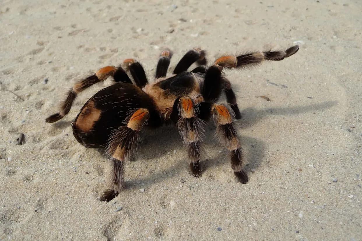 Can Tarantulas Find Their Way Back? New Field Study Suggests They Might