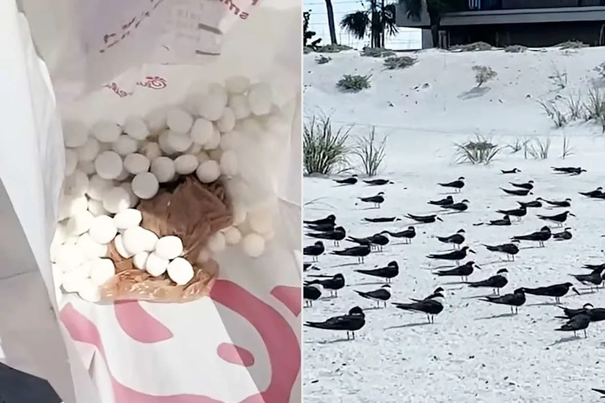 Hundreds of Toxic Mothballs Found on St. Pete Beach Days Before Black Skimmer Nesting