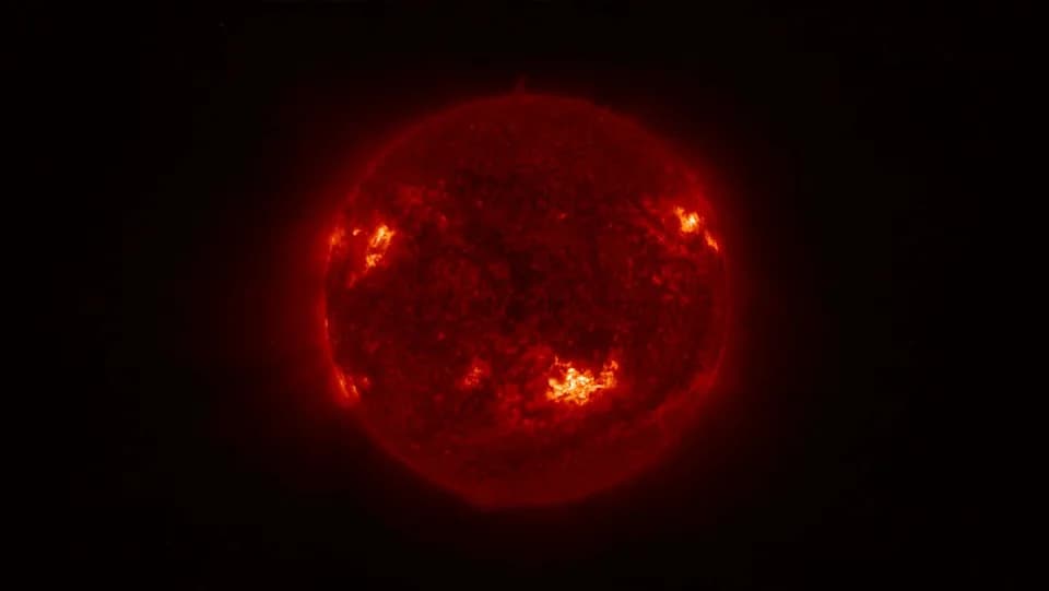 Fossil Magnetic Fields on White Dwarfs May Reveal How the Sun Will End