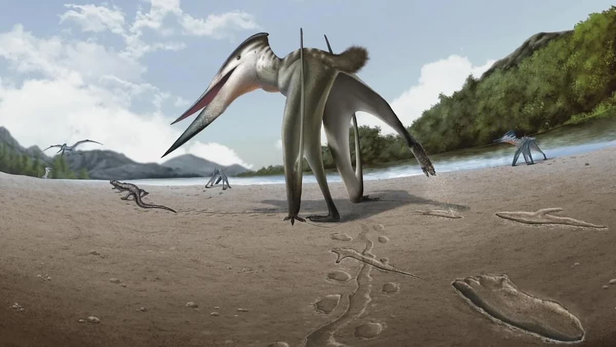 Ancient Footprints Reveal Giant Flying Reptile Chasing Prey on Land — New Trackmaker Jinjuichnus procerus