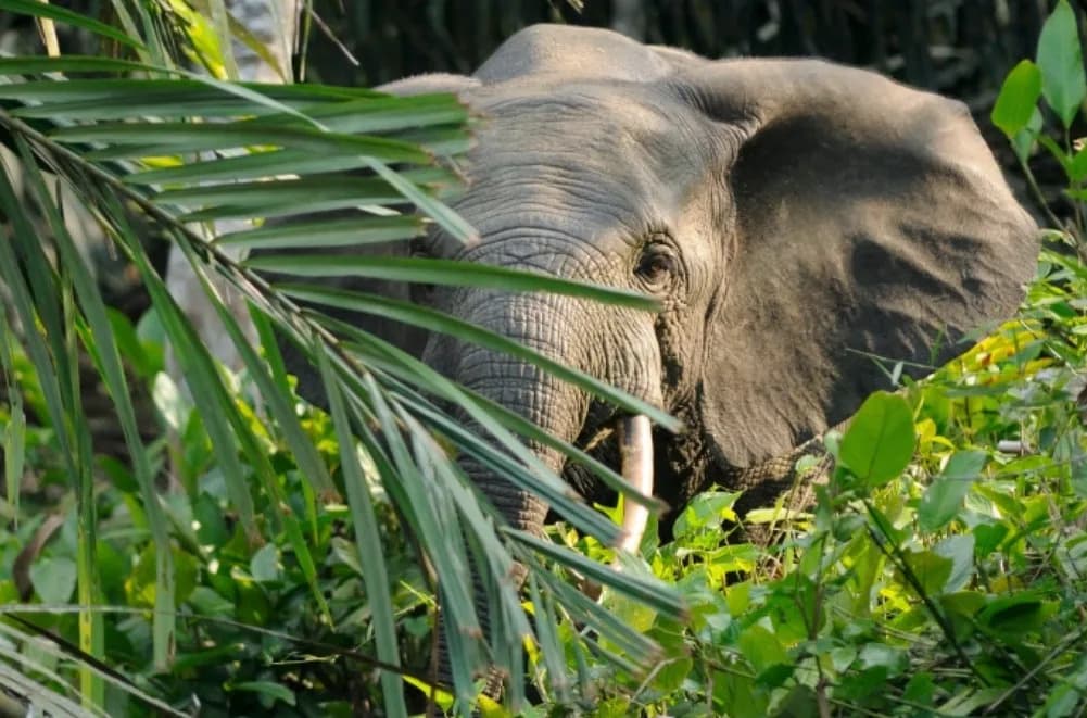 75-Year-Old American Trophy Hunter Ernie Dosio Trampled to Death by Elephants in Gabon