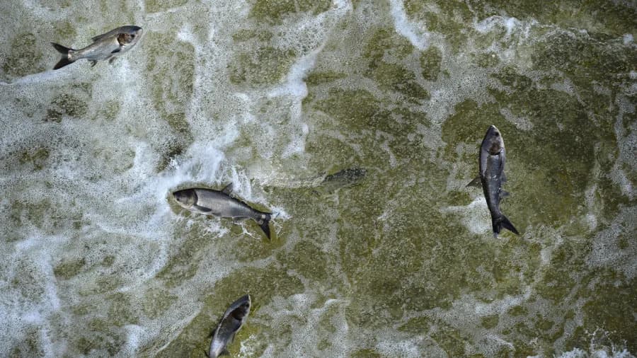White House Pledges $274M to Stop Invasive Asian Carp as Fish Overrun Rivers and Threaten Great Lakes