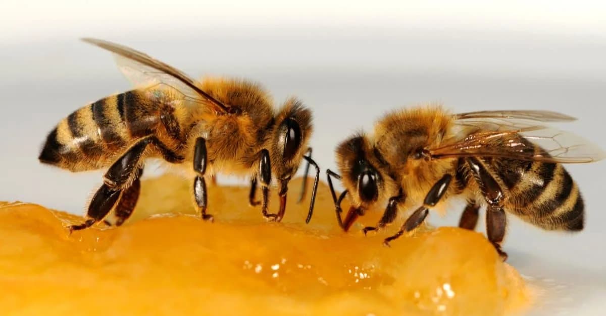Honeybees' Polite 'Whoop': A Surprise Gasp, Not A Warning