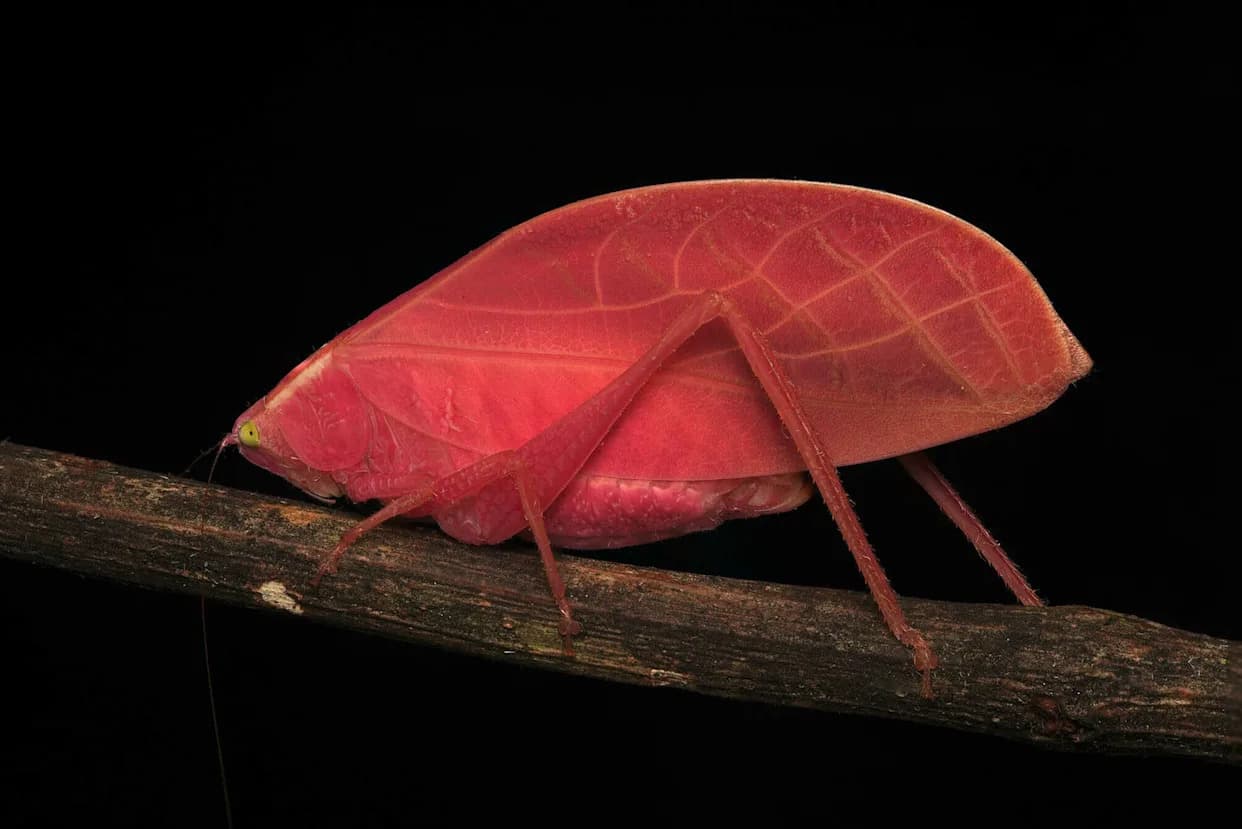 Neon Katydid Isn’t a Genetic Mistake — It’s Dynamic Camouflage