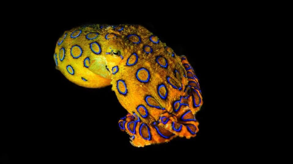 Golf-Ball–Sized but Lethal: The Blue-Ringed Octopus and Its Deadly Bacterial Toxin