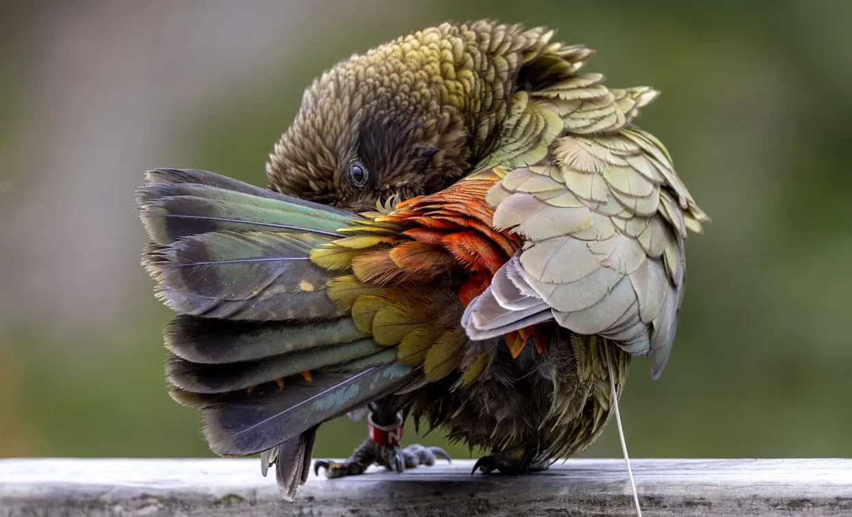 Disabled Kea With No Upper Beak Becomes Alpha After Inventive Adaptations