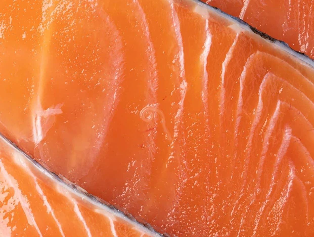 40-Year-Old Canned Salmon Reveal a Surprising Sign of Ocean Recovery