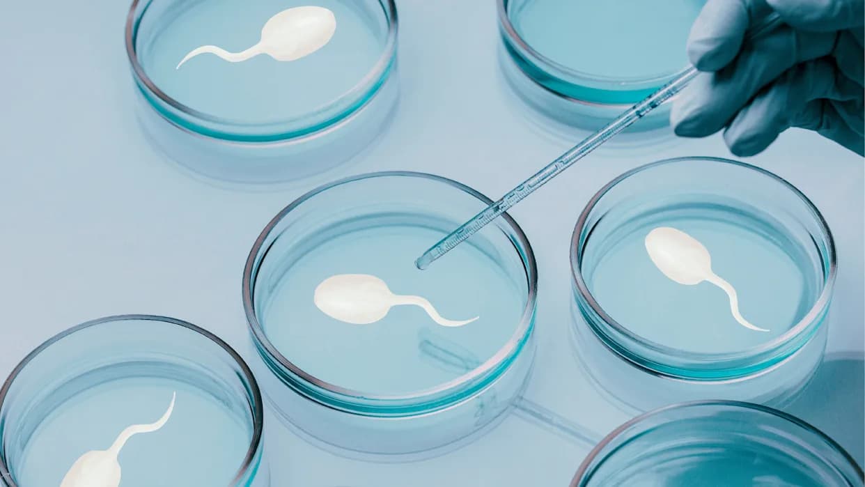 Lab-Grown Human Sperm Used To Create Embryos — A Major Reproductive Breakthrough