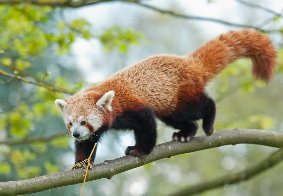 Lab-Grown Mini Airways Reveal Which Wild Animals Can Catch—and Adapt—Influenza