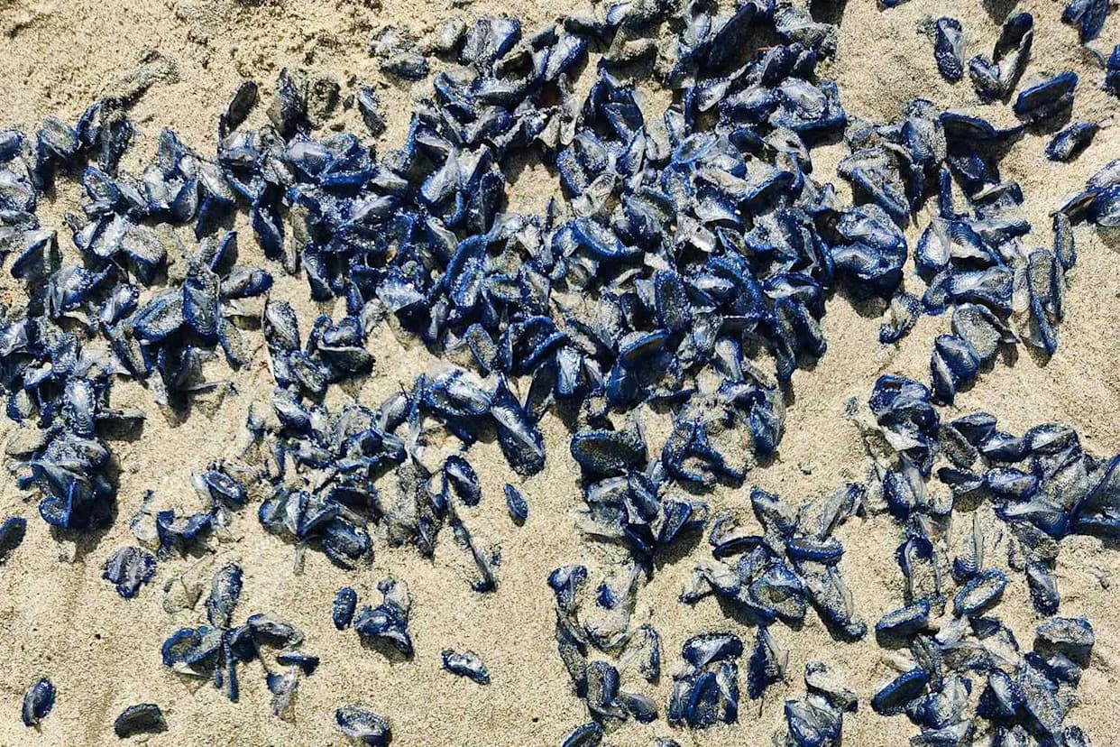 Thousands of Bright Blue 'By‑The‑Wind Sailors' Wash Ashore Near San Francisco's Golden Gate