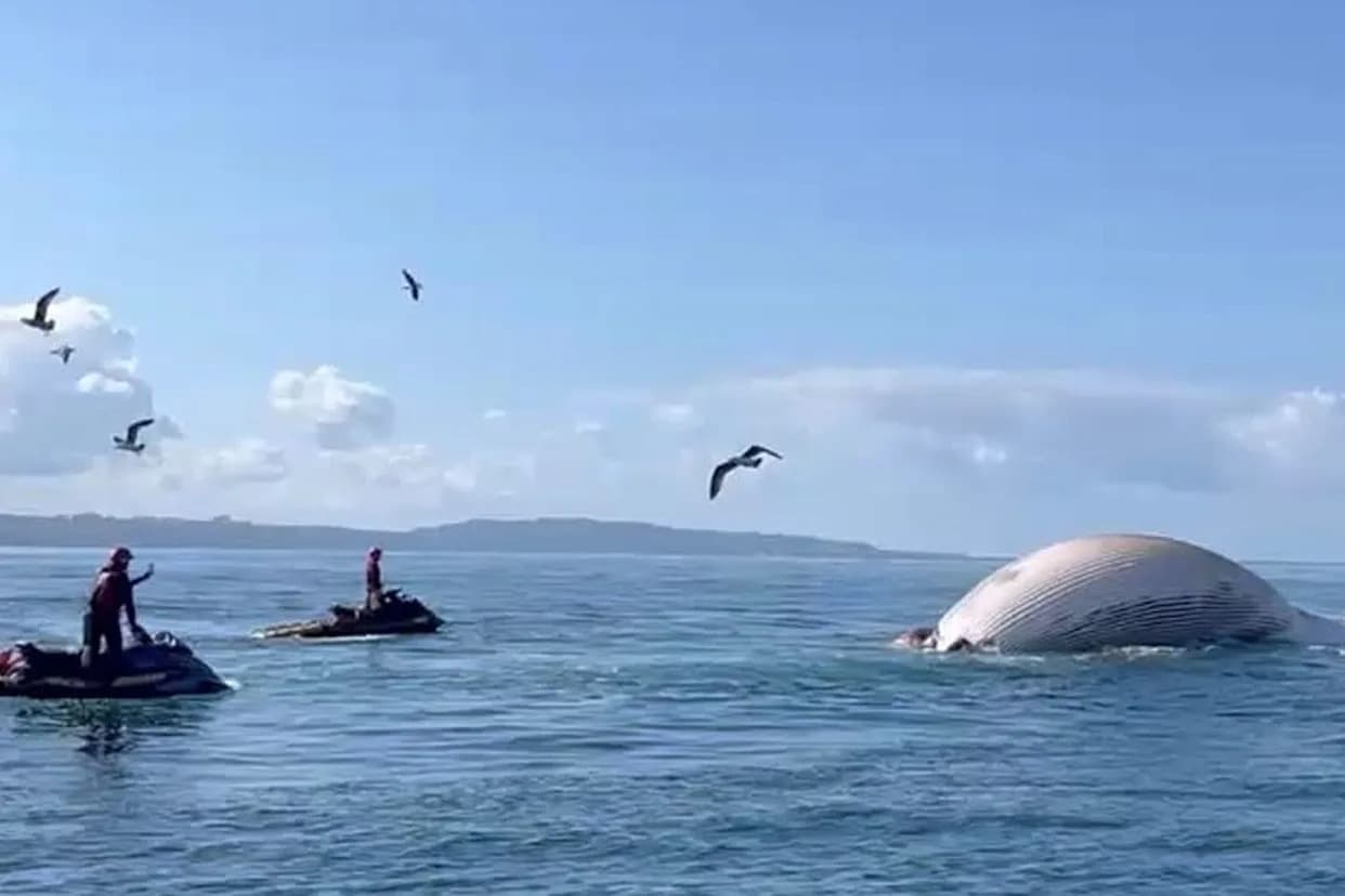 California Warns of Increased Shark Activity After 60‑Foot Fin Whale Towed Offshore