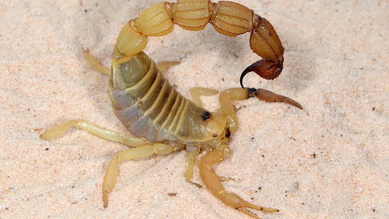 Metal-Reinforced Scorpions Evolved to Kill: Zinc Tips and Manganese Layers Harden Their Weapons