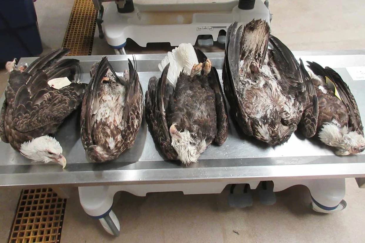 Five Bald Eagles Found Dead on Michigan's Garden Peninsula; DNR Investigates Possible Foul Play