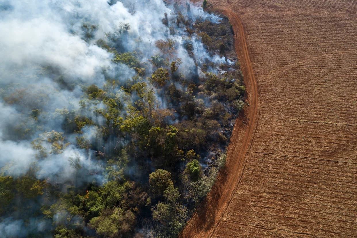Encouraging But Fragile: Tropical Rainforest Loss Falls 36% in 2025 — Experts Warn Risks Could Reverse Gains
