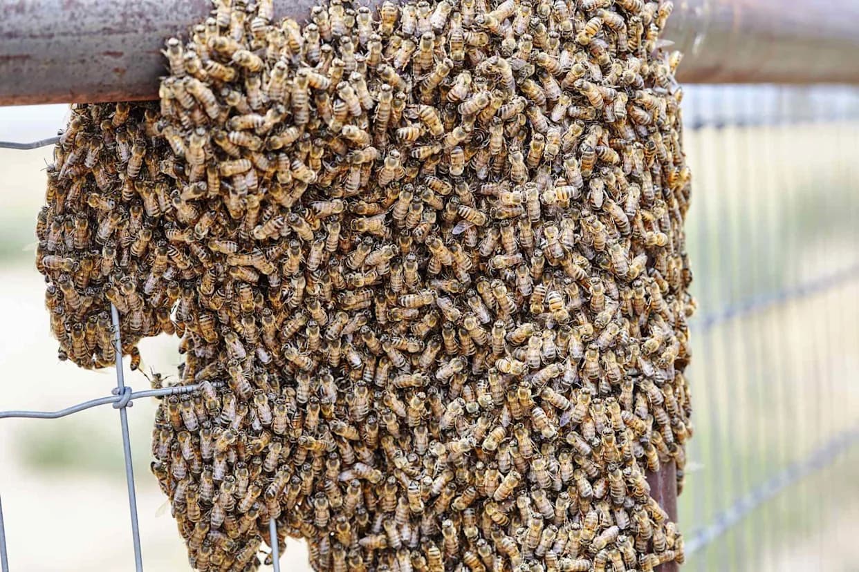 Two Men Hospitalized After 'Moving Black Cloud' of Bees Covers Them Head to Toe in Arizona