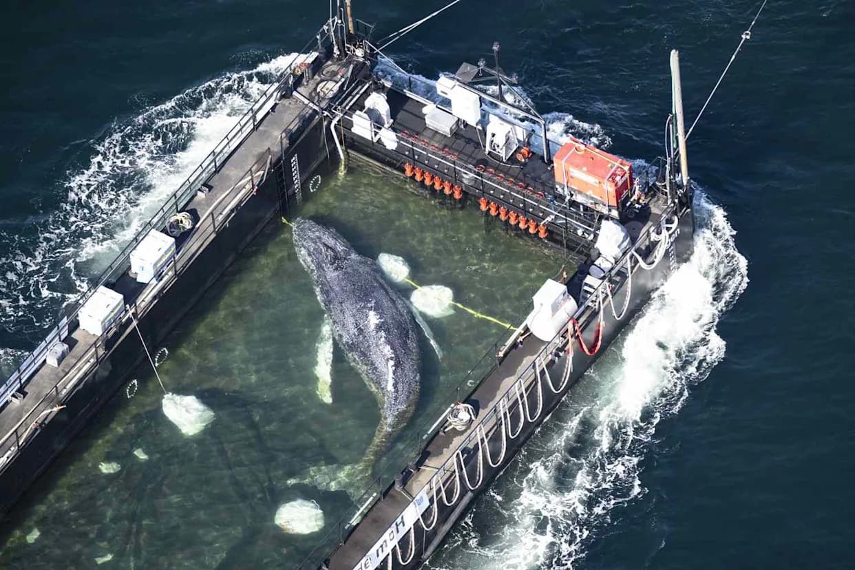 Timmy the Humpback Freed: Young Whale Moved by Barge After Weeks Stranded in Baltic Shallows