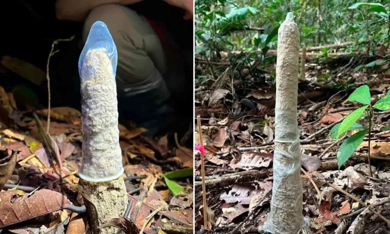 Why Amazonian Cicadas Build Mud Towers: Researchers Used Condoms to Test Ventilation and Defense