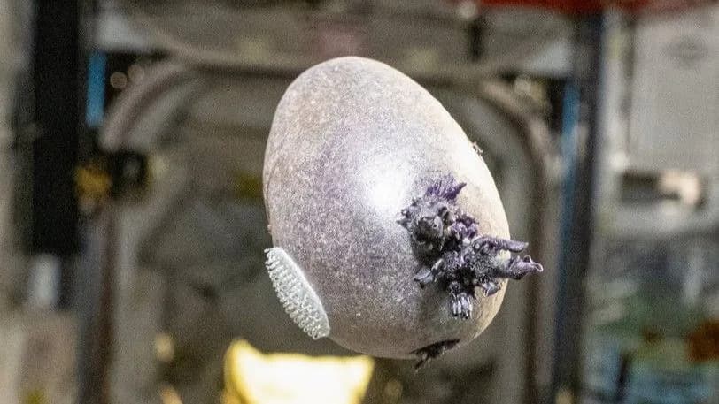 Meet Spudnik: The Purple Potato Don Pettit Grew Aboard the ISS