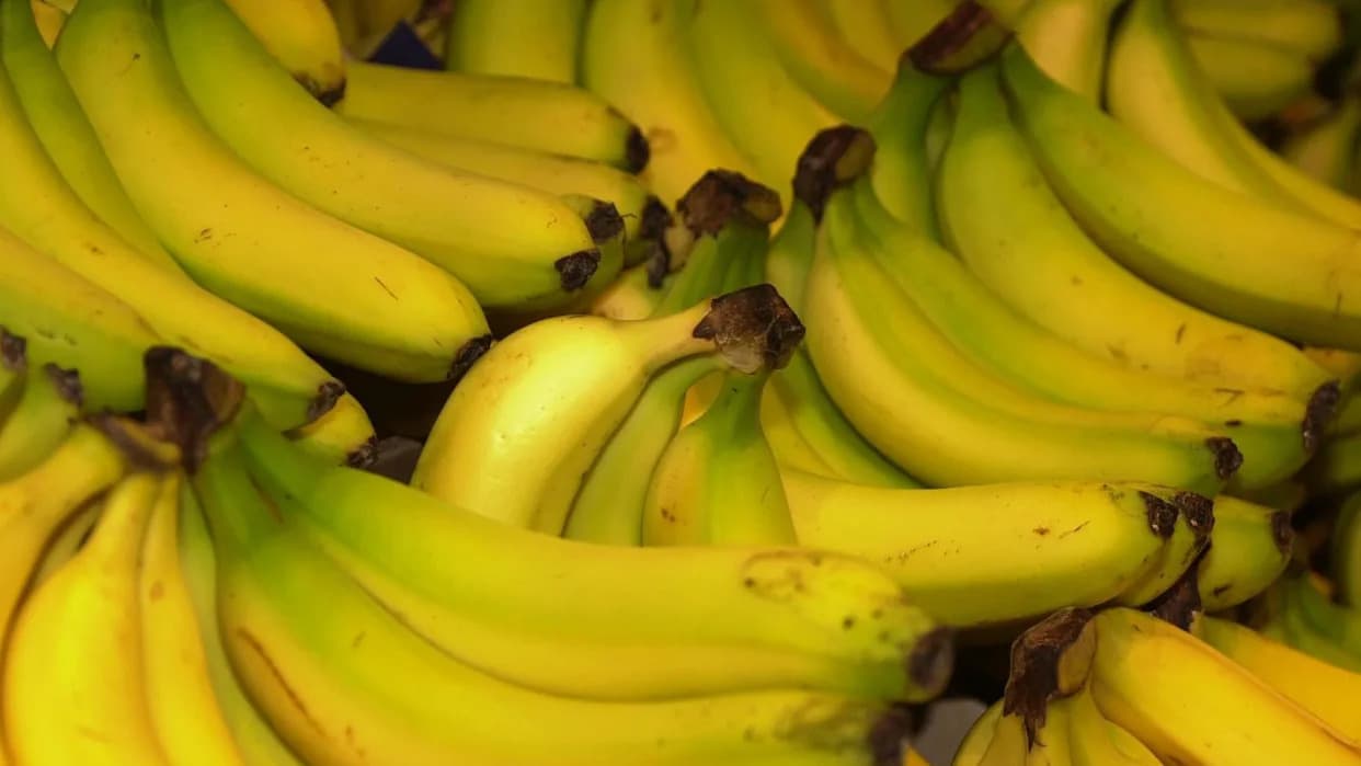 Gene-Edited Bananas Stay Yellow Up To 24 Hours — Could This Cut Waste and Expand Uses?