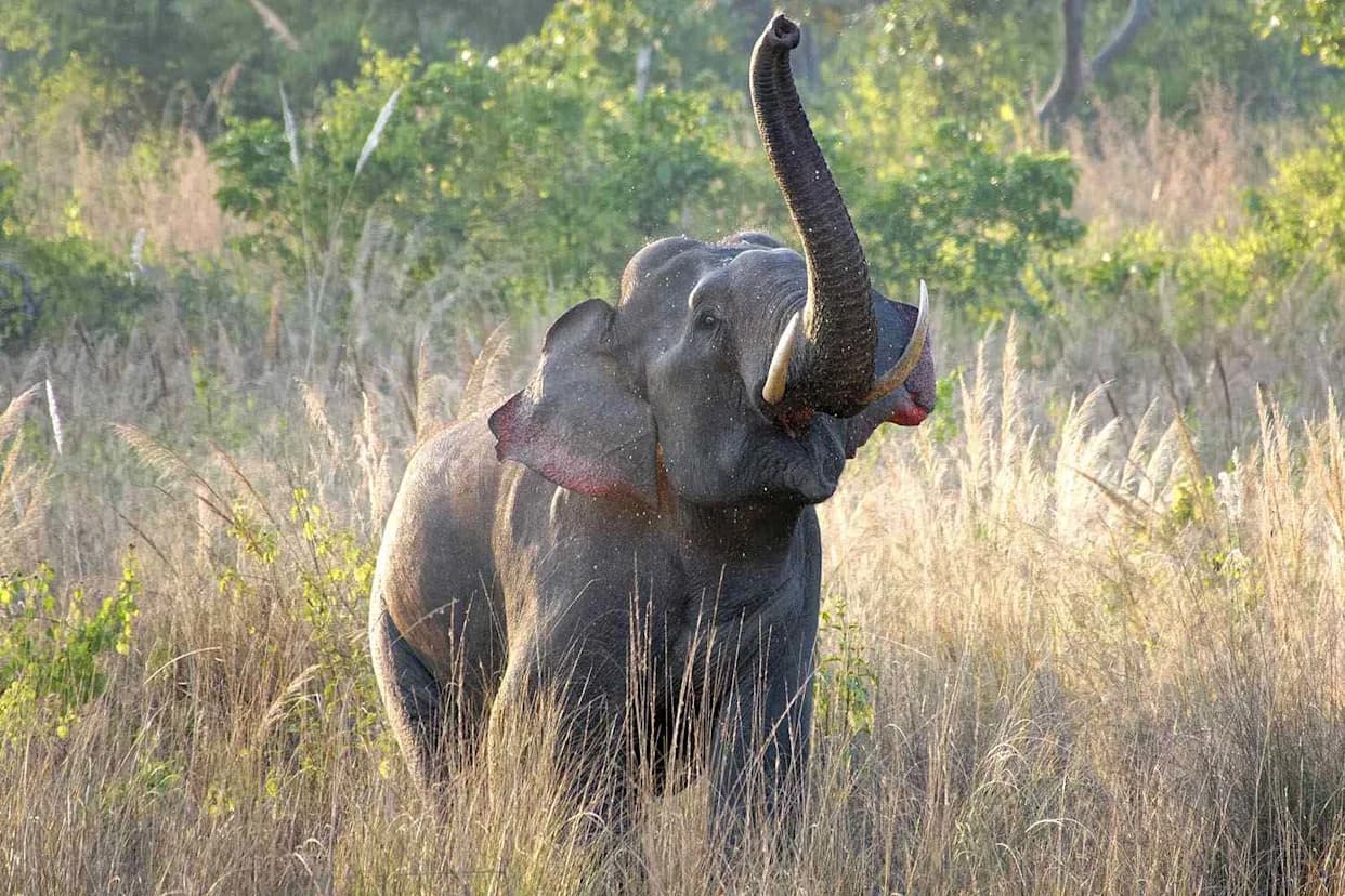 40-Year-Old Gored to Death After Temple Elephant Breaks Chains; Second Rampage Kills Caretaker in Kerala
