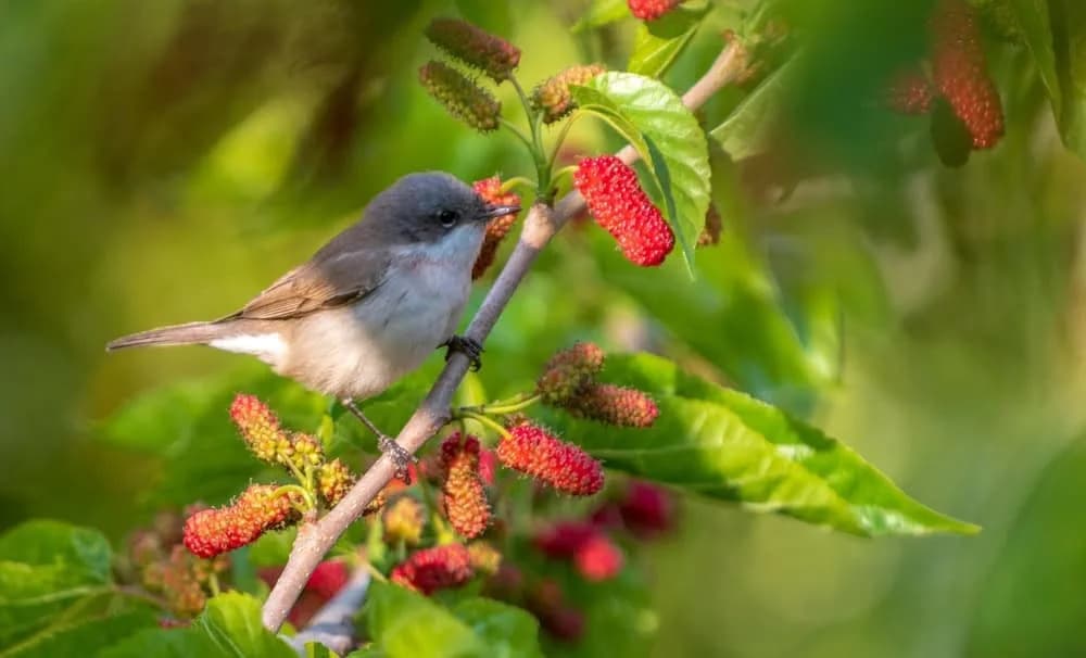 Seed-Crushing Birds Are Also Forest Builders: New Study Reveals Widespread Polychory