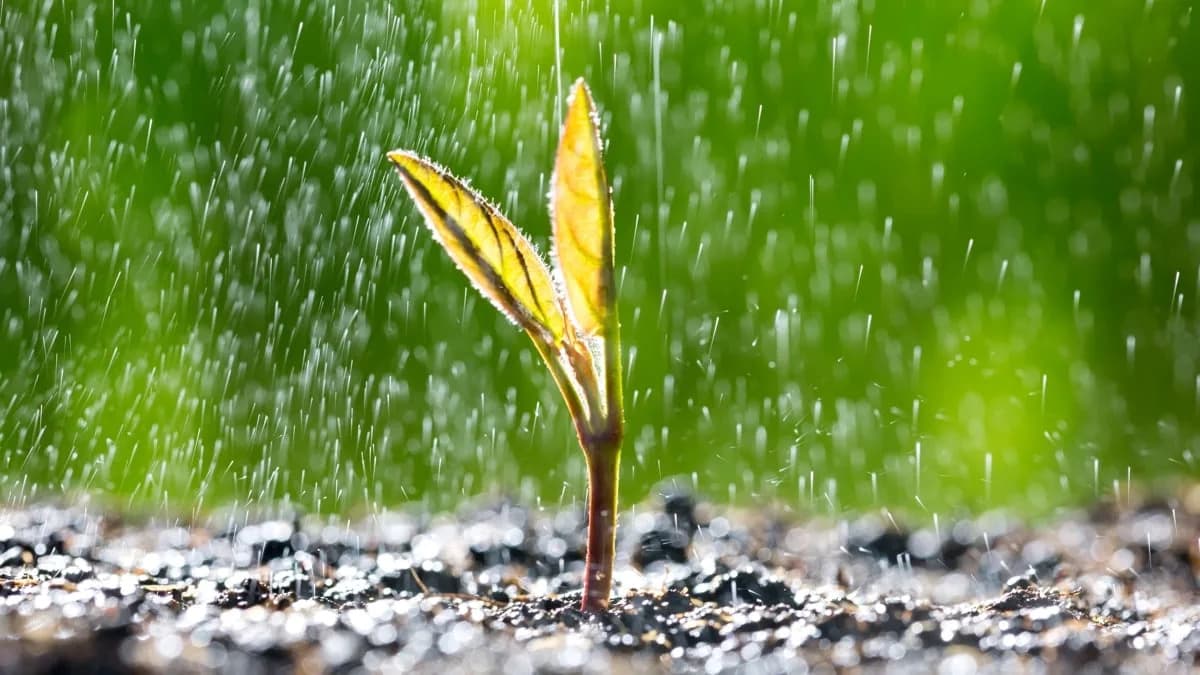 Rain Vibrations Wake Seeds: Study Shows Raindrops Trigger Faster Germination