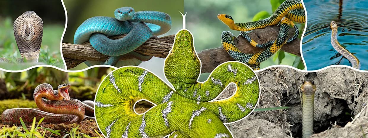How Snakes Evolved: Fossils and Genomes Rewrite the Serpent Story