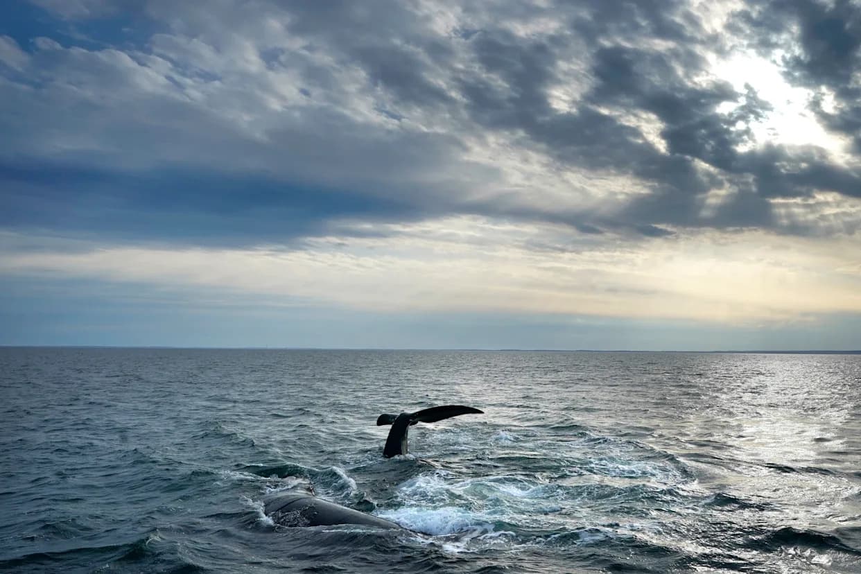 Trump Administration Backs Push To Delay New Protections For Endangered Right Whales Until 2035