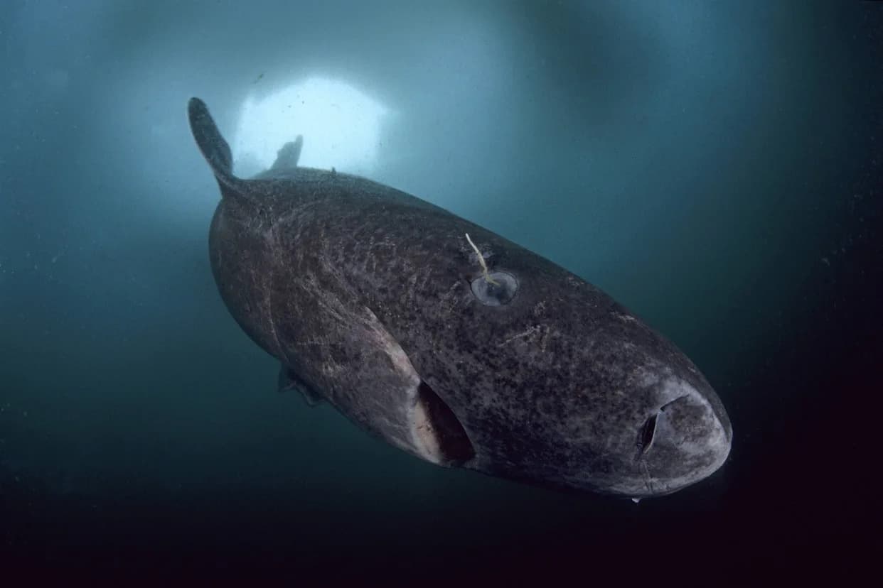 Ancient Heart: How Greenland Sharks Keep Beating for Centuries Despite Cardiac Aging