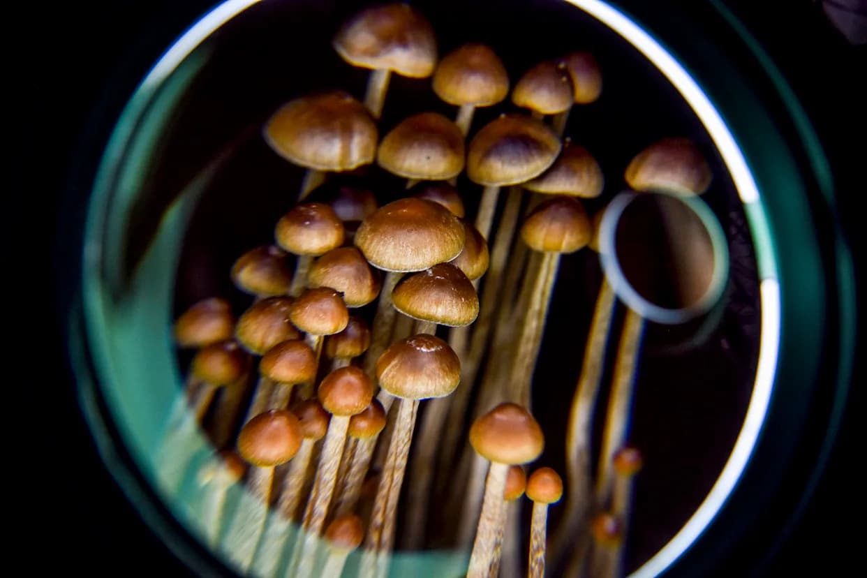 Single Psilocybin Session Linked to Measurable Changes in Brain Microstructure, Small Study Finds