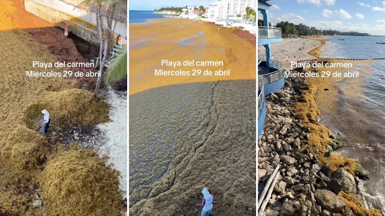 Great Atlantic Sargassum Belt Visible From Space — Record 2025 Blooms Smother Mexican Beaches
