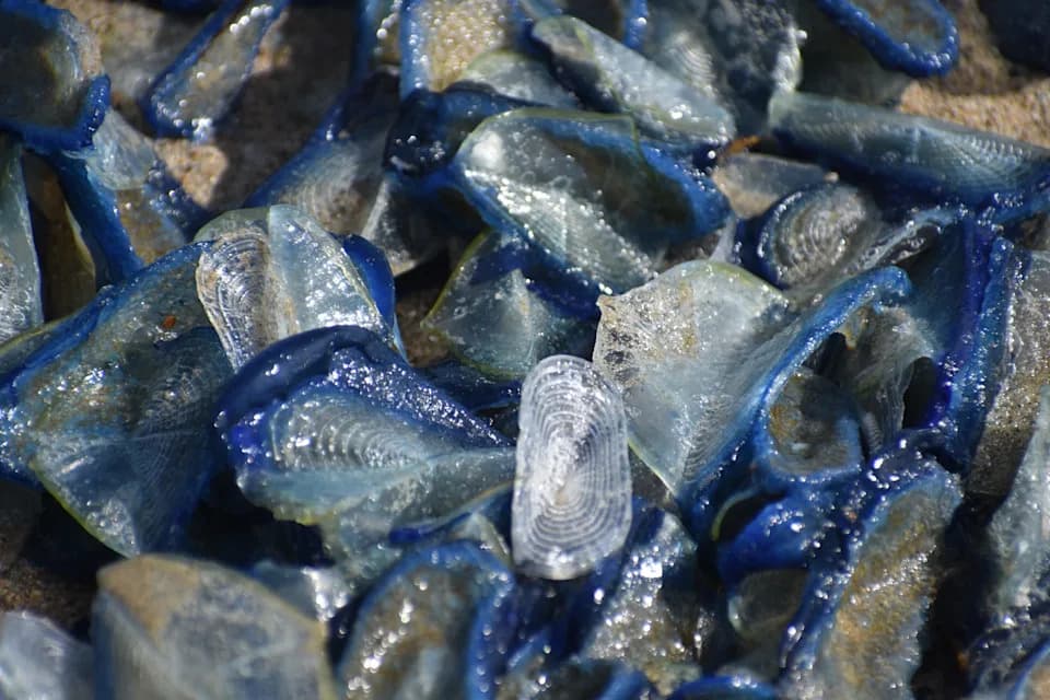 Indigo Armadas: Hundreds of Thousands of 'By‑The‑Wind Sailors' Wash Up Along U.S. West Coast
