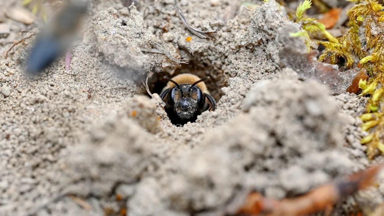 Ithaca Cemetery Swarms: 5.6 Million Ground‑Nesting Bees Power Nearby Apple Orchard