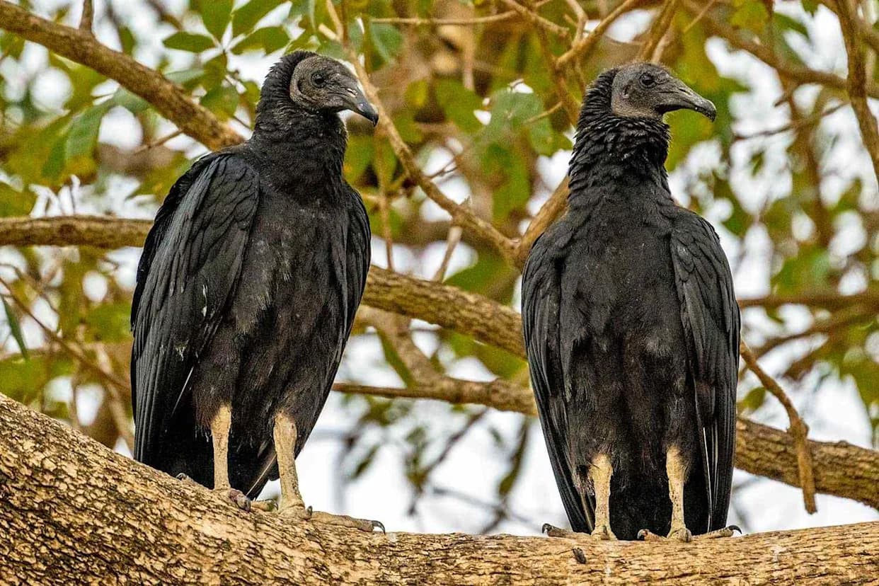33 Black Vultures Found Dumped Along Foothills Parkway in Great Smoky Mountains — NPS Seeks Tips