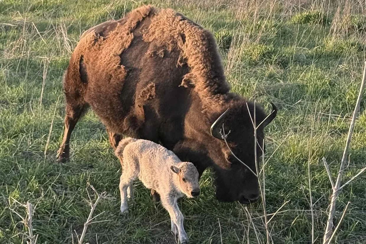 Rare White Bison Calf Born at Neal Smith Refuge in Iowa — A Symbolic Win for Conservation