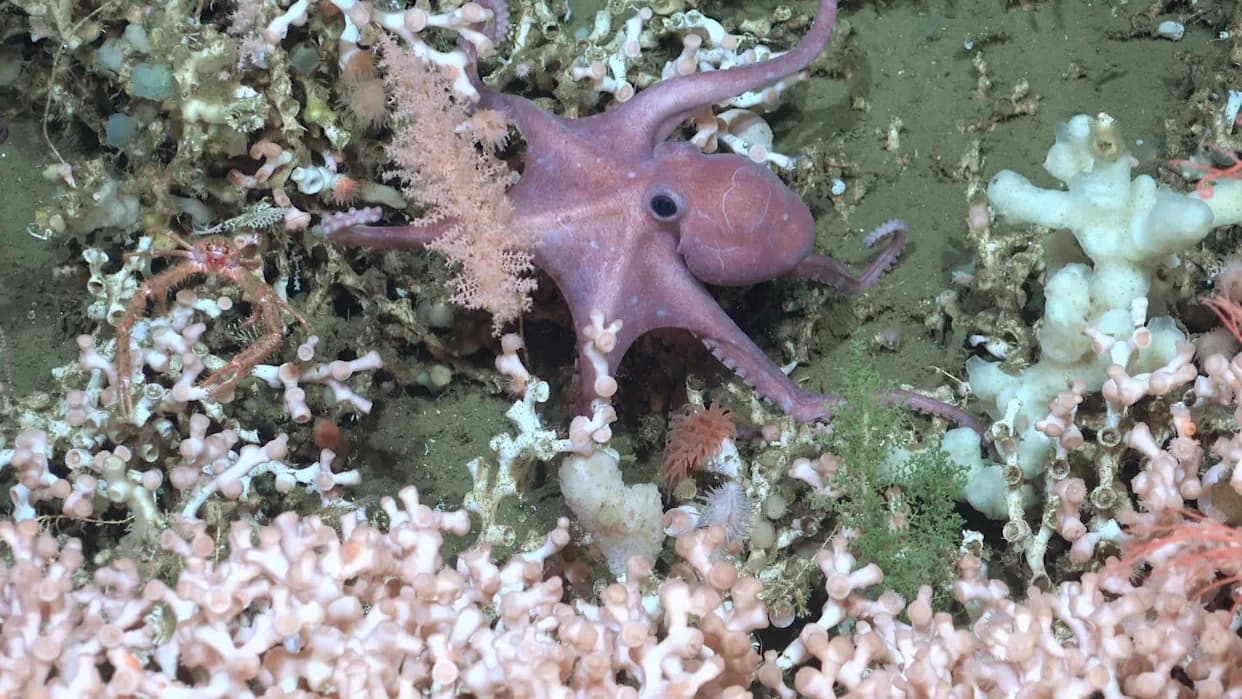 Massive Cold‑Water Coral Reef Discovered Off Argentina — One of the Largest Known