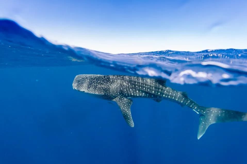 Do Drones Disturb Whale Sharks? New Study Finds Little Behavioral Change