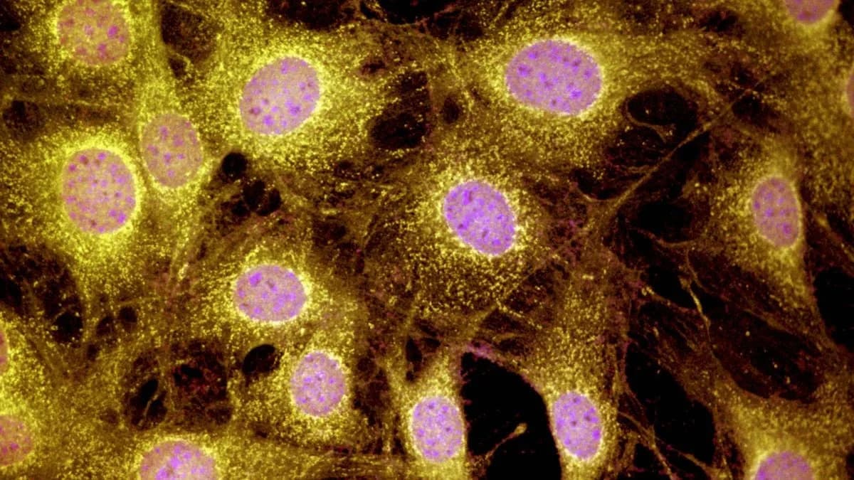 Two Proteins Trigger Partial Toe Regrowth in Mice — A Step Toward Mammal Regeneration